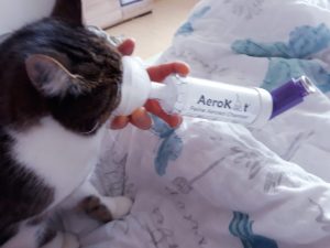 Asthma-Kater