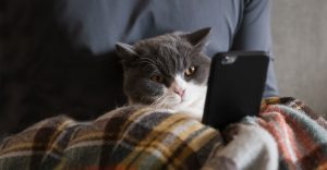 Online-Beratung für Ihre kranke Katze
