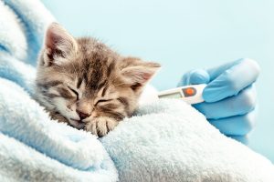 Katze beim Tierarzt: Damit wir auf Ihren Besuch optimal vorbereitet sind, füllen Sie bitte vorab den Anamnesebogen für Ihr Tier aus.
