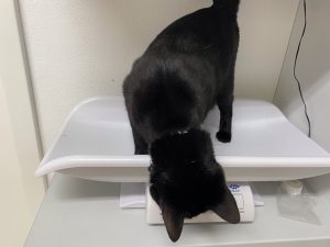 Shadow ist ein wenig moppelig