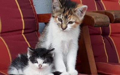 Das Tier ist jetzt safe – warum dieser Satz gefährlich werden kann