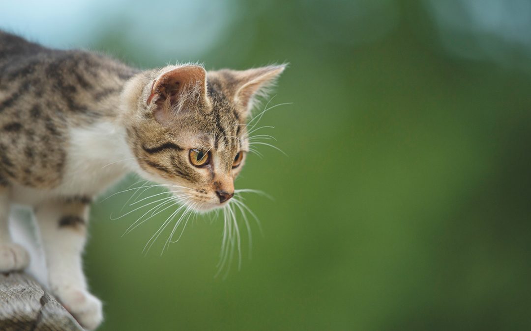 Wenn Tierliebe in die falsche Richtung läuft: Kann man seine Katze vegan ernähren?