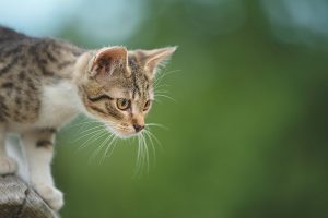 Freigängerkatze beim Jagen