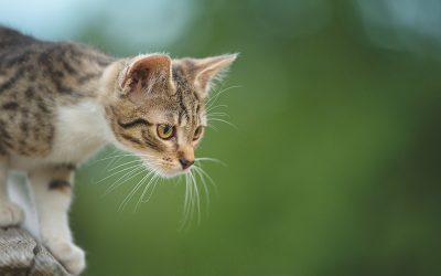 Wenn Tierliebe in die falsche Richtung läuft: Kann man seine Katze vegan ernähren?