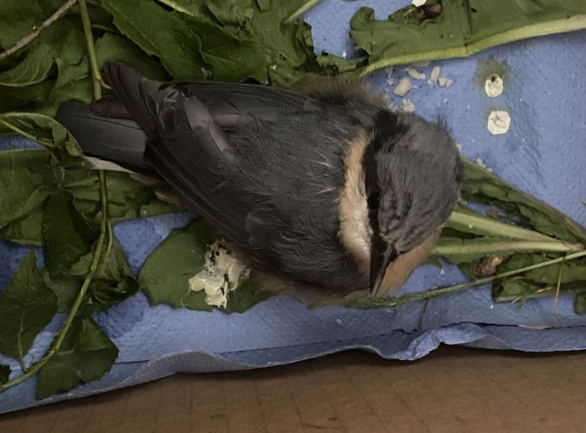 Jungvogel braucht Ruhe und Dunkelheit